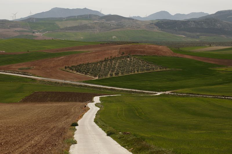 &copy; Reuters. FILE PHOTO: An olive tree field is seen in the outskirts of Teba, near Malaga, April 9, 2014. REUTERS/Jon Nazca/File Photo