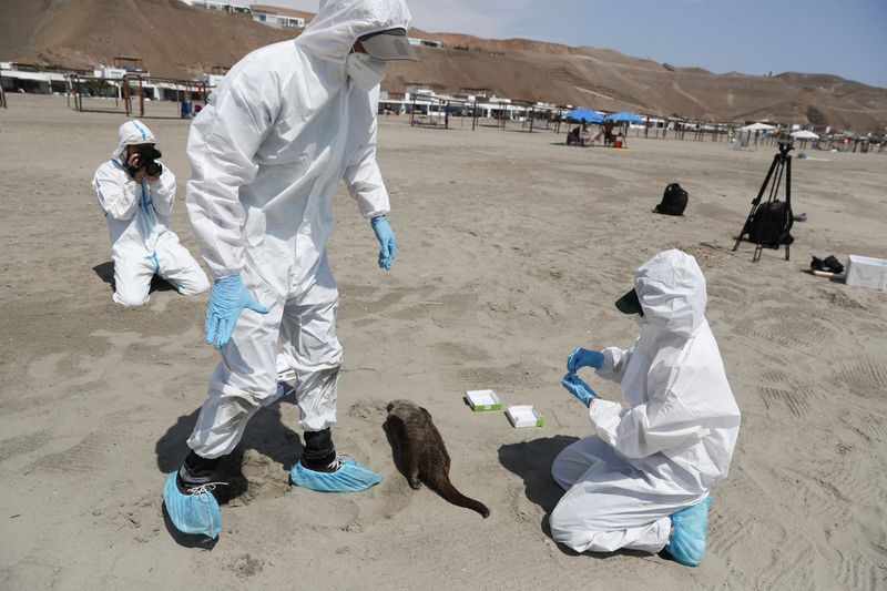 &copy; Reuters. FOTO DE ARCHIVO-Personal del Servicio Nacional Forestal y de Fauna Silvestre (SERFOR) revisa una nutria que murió, en medio del aumento de casos de infecciones por gripe aviar, en la playa Chepeconde, en Lima, Perú. 22 de febrero de 2023. REUTERS/Sebast