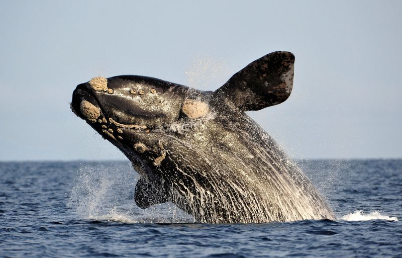 &copy; Reuters. Una ballena franca austral salta en el Océano Atlántico, frente al Golfo Nuevo, cerca de la localidad patagónica argentina de Puerto Pirámides
Jun 17, 2011. REUTERS/Maxi Jonas/ 
