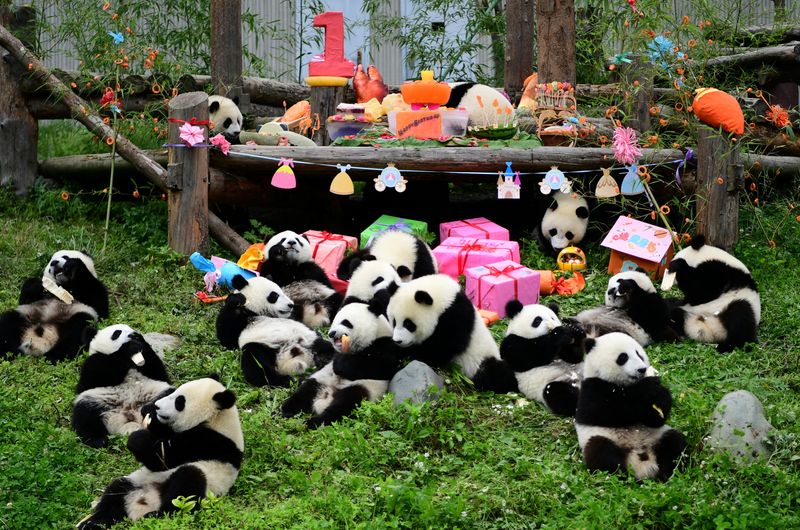 &copy; Reuters. FOTO DE ARCHIVO: Crías de osos panda gigantes nacidos en 2018 comen y juegan durante una celebración grupal de cumpleaños en la base de panda Shenshuping en Wolong, provincia de Sichuan, China 25 de julio de 2019. Fotografía tomada el 25 de julio de 2