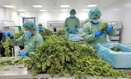 Germany joins legal cannabis club By Reuters