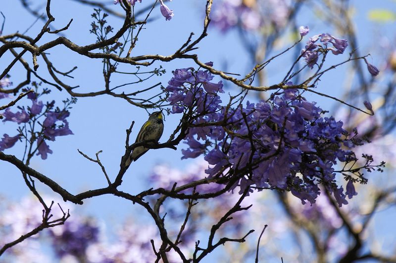 &copy; Reuters. A bird rests on a jacaranda tree branch in Mexico City, Mexico. February 19, 2024. REUTERS/Raquel Cunha