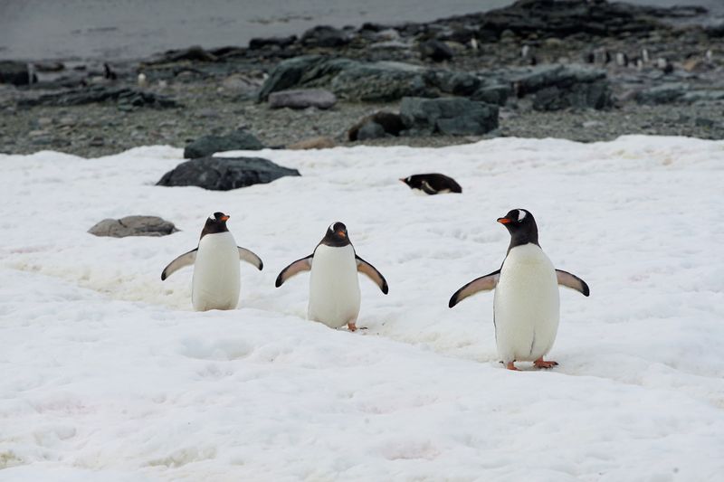 &copy; Reuters. مجموعة من البطاريق تسير في القارة القطبية الجنوبية بصورة من أرشيف رويترز. 