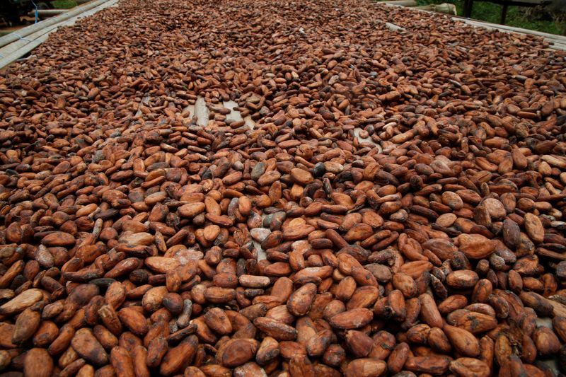 © Reuters. Grãos de cacau usados ​​por Viviane Kouame, artesã de chocolate da Costa do Marfim espalhadas para serem secas em Akakro, aldeia agrícola em Sinfra, Costa do Marfim 
29/04/2023
REUTERS/Luc Gnago