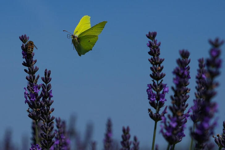 © Reuters. A general view of a lavender field in the summer season, in Nowy Pozog, Poland, July 15, 2023. REUTERS/Aleksandra Szmigiel/files