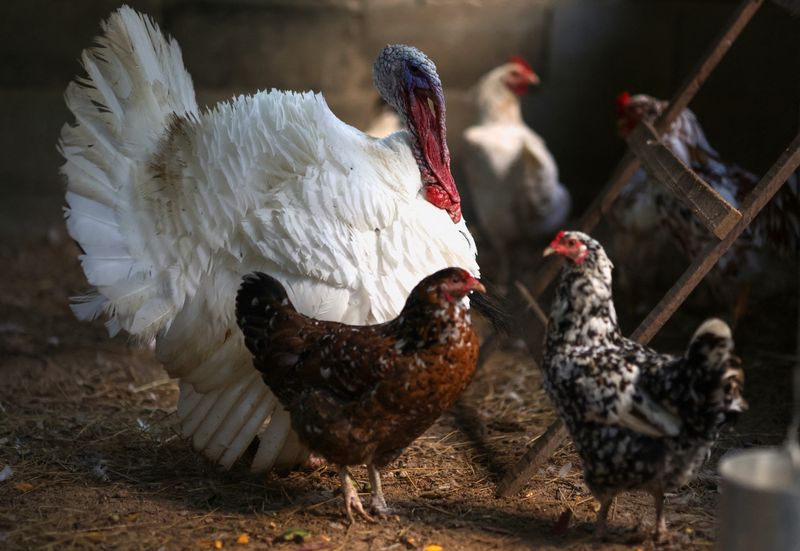 &copy; Reuters. 中国政府がブラジルからの鶏肉製品輸入に対する関税を撤廃したことが、ブラジル政府の２７日の発表で明らかになった。写真は２０２３年６月、リオデジャネイロで撮影（２０２４年　ロ