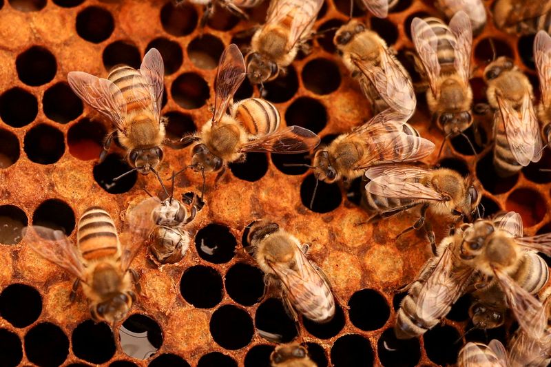 &copy; Reuters. Abelhas em colmeia no Hatta Honey Bee Discovery Center em Hatta, em Dubai
06/04/2023
REUTERS/Amr Alfiky