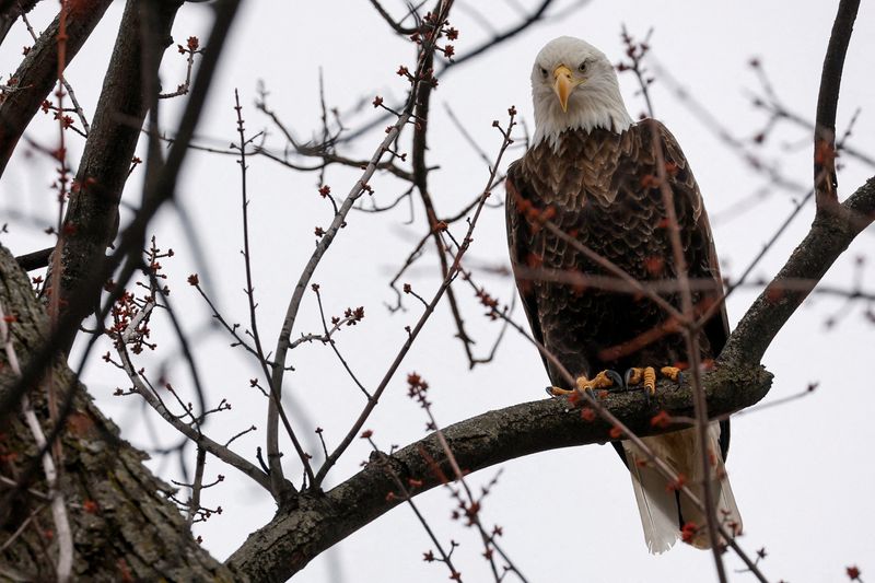 &copy; Reuters. FILE PHOTO: A bald eagle perches in a tree in LeClaire Park in Davenport, Iowa, U.S. March 12, 2023. REUERS/Jonathan Ernst/File Photo