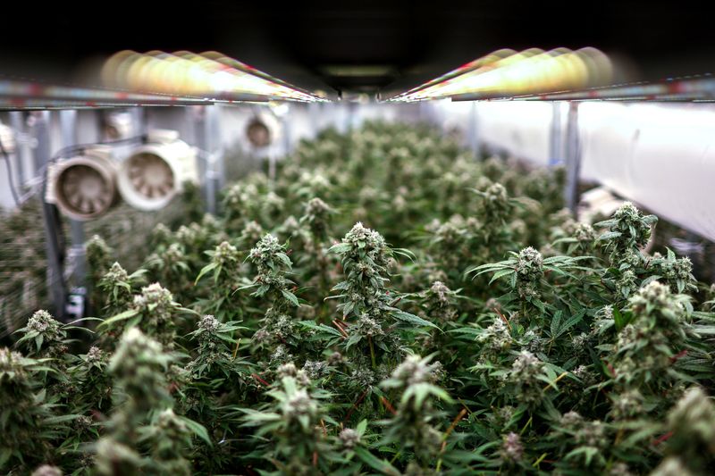 &copy; Reuters. FILE PHOTO: Cannabis buds are seen inside an indoor farm at the Amber Farm, in Bangkok, Thailand, January 30, 2023. REUTERS/Athit Perawongmetha/File Photo
