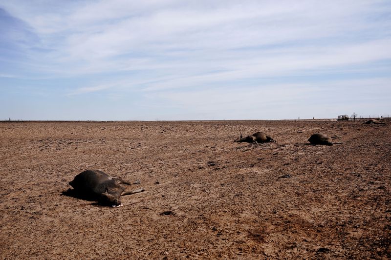 &copy; Reuters. FILE PHOTO: Cattle that were killed by the Smokehouse Creek wildfire lay in a burned field, outside of Canadian, Texas, U.S., February 28, 2024. REUTERS/Nick Oxford/File Photo