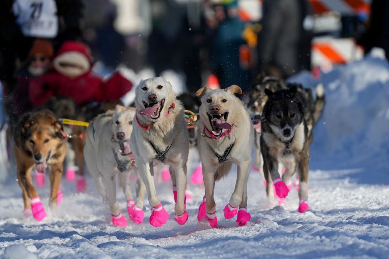 © Reuters. Sean Williams's sled dog team participates in the ceremonial start of the 52nd Iditarod Trail Sled Dog Race in Anchorage, Alaska, U.S. March 2, 2024. REUTERS/Kerry Tasker