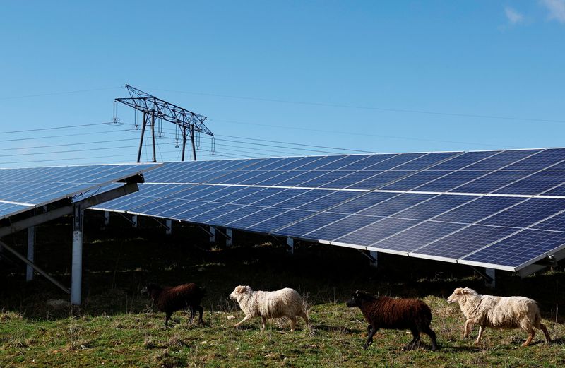 &copy; Reuters. Photo d'un troupeau de moutons qui paissent près des panneaux solaires et des pylônes de lignes électriques à haute tension du parc photovoltaïque installé par Engie à Marcoussis près de Paris. /Photo prise le 12 février 2024 à Marcoussis, Franc