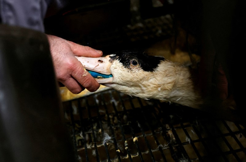 &copy; Reuters. Foto de archivo de un granjero alimentando a un pato en una granja avícola de Castelnau-Tursan, Francia

Ene 24, 2023. REUTERS/Stephane Mahe/
