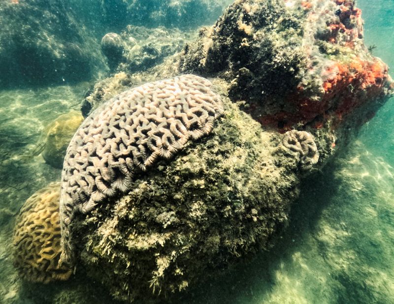 &copy; Reuters. FOTO DE ARCHIVO: Un coral cerebro sano descansa bajo el Puerto de Miami a pesar del calor extremo en Miami, Florida, EE.UU., 14 de julio de 2023. REUTERS/Maria Alejandra Cardona/File Photo 