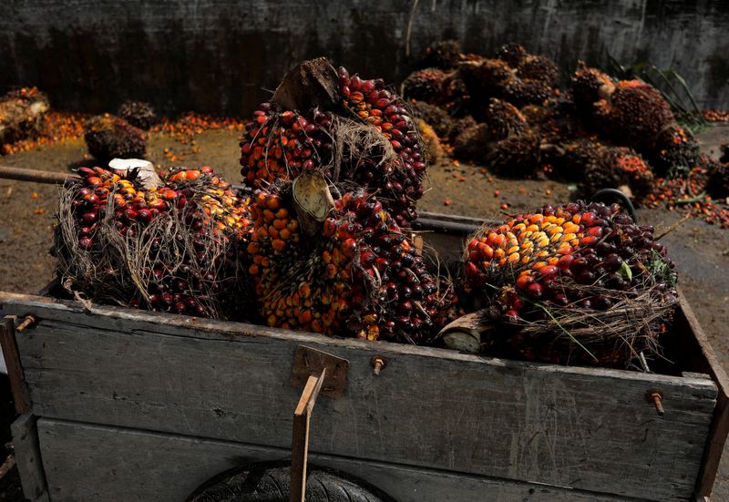 &copy; Reuters. A view of a cart full with the fresh fruit bunches at a palm oil collection centre for smallholders in Banting, Selangor, Malaysia, June 10, 2022. Picture taken June 10, 2022. REUTERS/Hasnoor Hussain/File Photo