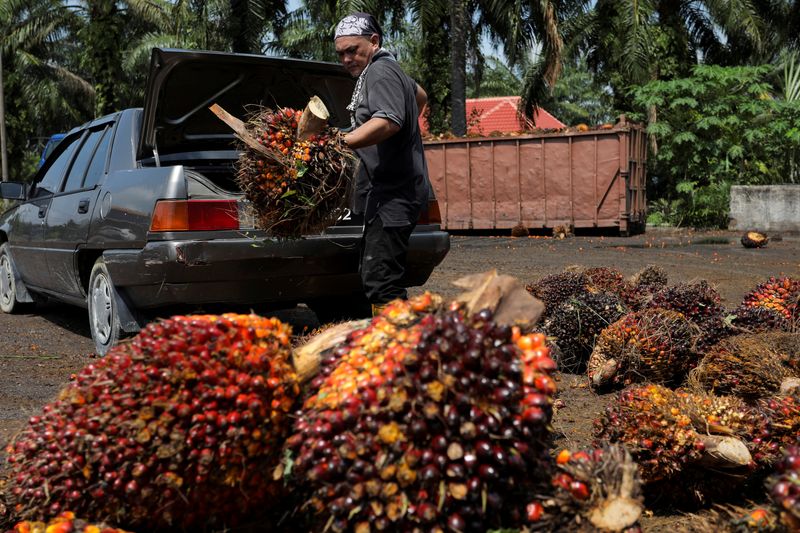 &copy; Reuters. File photo: A man unloads the fresh fruit bunches from his car boot at a palm oil fruit collection centre for smallholders in Banting, Selangor, Malaysia, June 10, 2022. Picture taken June 10, 2022. REUTERS/Hasnoor Hussain/File photo