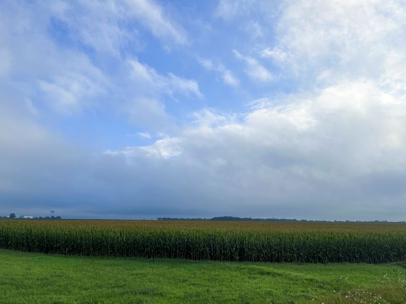 &copy; Reuters. A general view of cornfields near West Point, Iowa, U.S., August 5, 2023. REUTERS/Christopher Walljasper/file photo