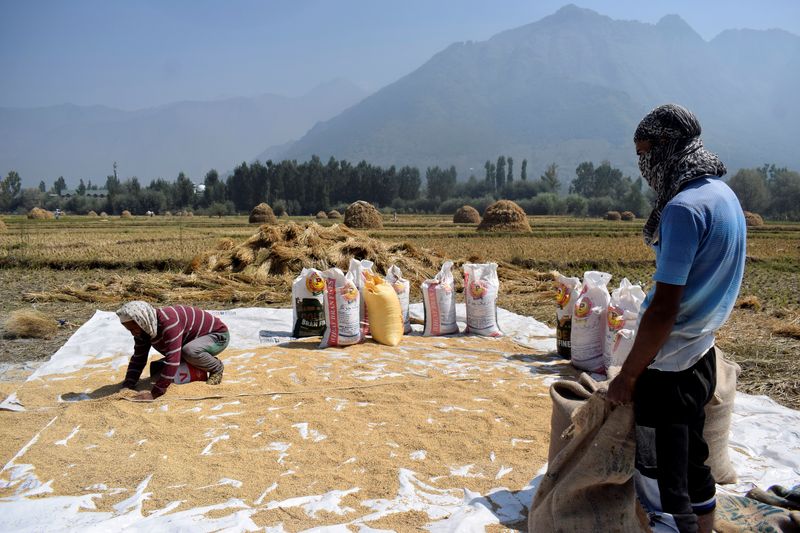 &copy; Reuters. Kashmiri farmers collect winnowed rice grain after a harvest on the outskirts of Srinagar September 22, 2020. REUTERS/Sanna Irshad Mattoo/File Photo