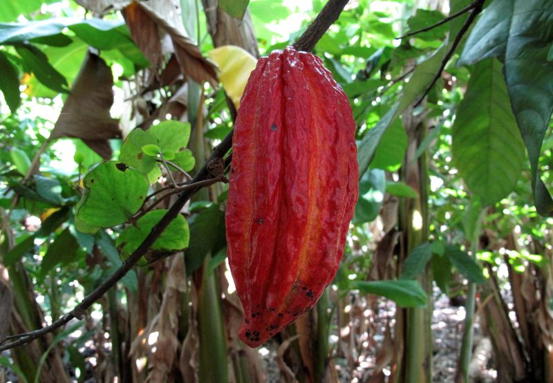 &copy; Reuters. FOTO DE ARCHIVO: Una vaina de cacao maduro cuelga de un árbol en una granja de Tulua, Colombia. 8 de diciembre de 2008.   REUTERS/Gary Hershorn/