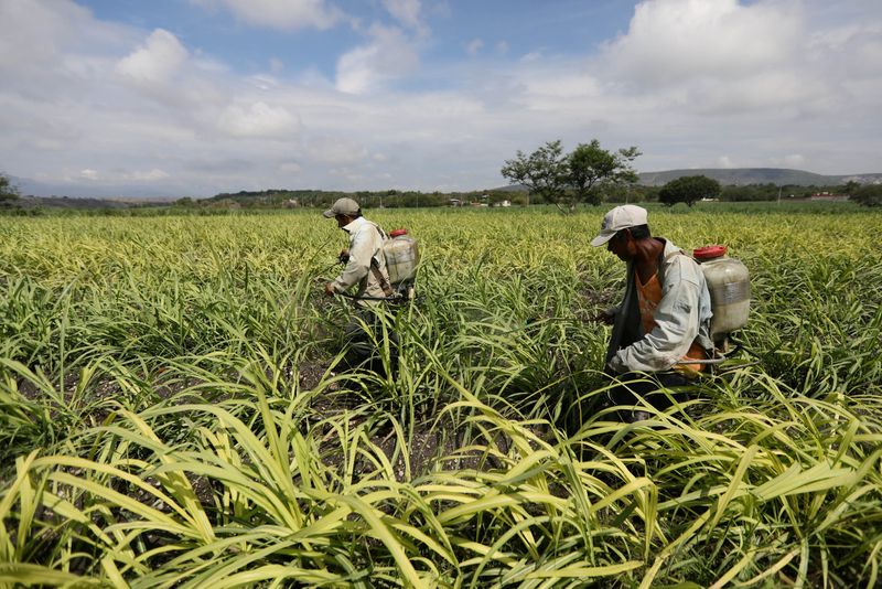 &copy; Reuters. FOTO DE ARCHIVO. Trabajadores rocían fertilizante en un campo de caña de azúcar en Zacatepec de Hidalgo, en el estado de Morelos, México, 31 de mayo de 2017. Imagen tomada el 31 de mayo de 2017. REUTERS/Edgard Garrido   
