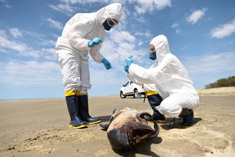 &copy; Reuters. Imagen de archivo de un equipo del Laboratorio de Ecología y Conservación de Megafauna Marina de la Universidad Federal de Río Grande (ECOMEGA) recogiendo muestras de un delfín muerto en la costa atlántica durante un brote de gripe aviar, en Sao Jose