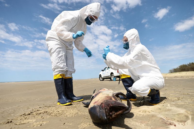 &copy; Reuters. Equipe do Laboratório de Ecologia e Conservação de Megafauna Marinha da Universidade Federal do Rio Grande do Sul (ECOMEGA)  recolhe carcaça de golfinho morto em São José do Norte
21/11/2023
REUTERS/Diego Vara