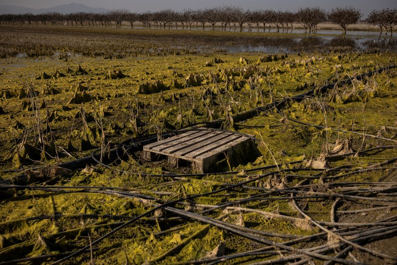 &copy; Reuters. Fields, affected by the extreme flooding of last September, are seen following the retreat of water, near the village of Stefanovikeio, Greece, February 17, 2024. REUTERS/Alkis Konstantinidis/File Photo