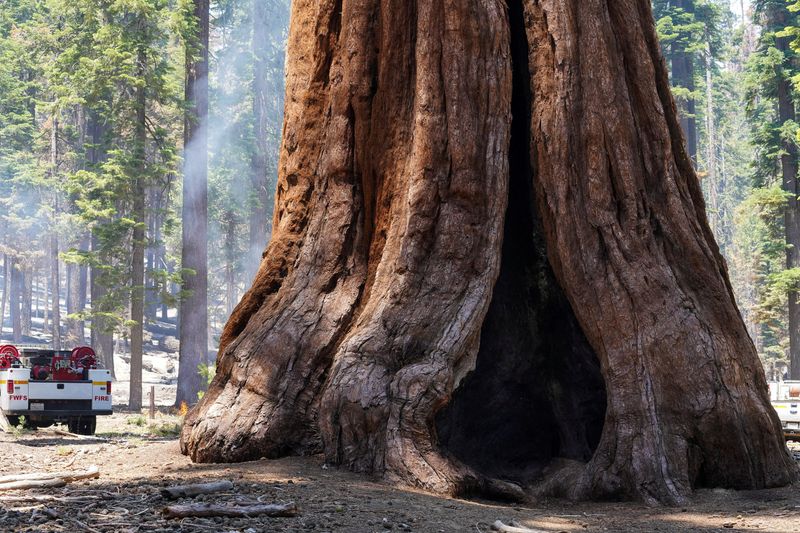 &copy; Reuters. FILE PHOTO: A giant sequoia in the Mariposa Grove remains unscathed in the Washburn Fire that is burning in Yosemite National Park near Wawona, California, U.S. July 11, 2022.  REUTERS/Tracy Barbutes/File Photo