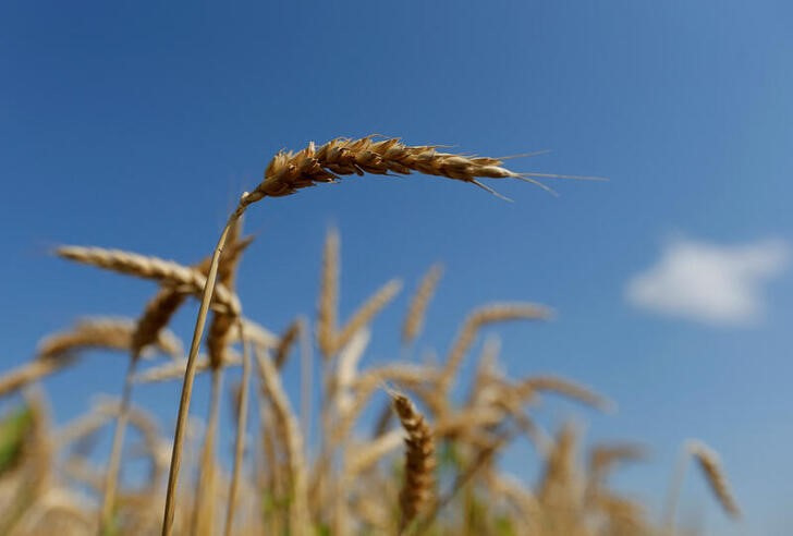 &copy; Reuters. Imagen de archivo de un campo de trigo durante la cosecha en Maennolsheim, cerca de Estrasburgo, Francia. 21 julio 2016. REUTERS/Vincent Kessler