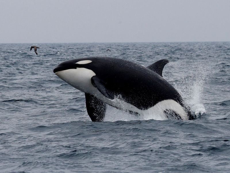 &copy; Reuters. FILE PHOTO: A killer whale jumps out of the water in the sea near Rausu, Hokkaido, Japan, July 1, 2019. REUTERS/Kim Kyung-Hoon/File Photo
