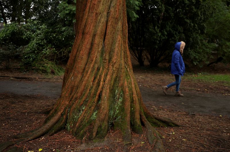 © Reuters. A woman walks past a Dawn Redwood tree in a park in Stretford, Britain, March 13, 2024. REUTERS/Phil Noble