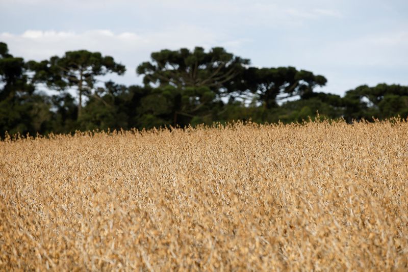 &copy; Reuters. FILE PHOTO: Soy plants are pictured in a field in Ponta Grossa, Parana state, Brazil April 25, 2023. REUTERS/Rodolfo Buhrer/File Photo
