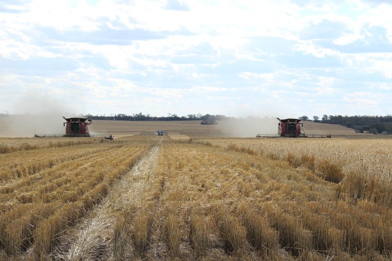 &copy; Reuters. FILE PHOTO: Two combines harvest wheat near Moree, Australia, October 27, 2020. Picture taken October 27, 2020.  REUTERS/Jonathan Barrett/File Photo