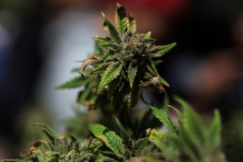 &copy; Reuters. Planta de maconha sobre uma mesa enquanto os entusiastas marcam o feriado anual informal da cannabis, em Washington Square Park, na cidade de Nova York, EUA
20/04/2023
REUTERS/Shannon Stapleton