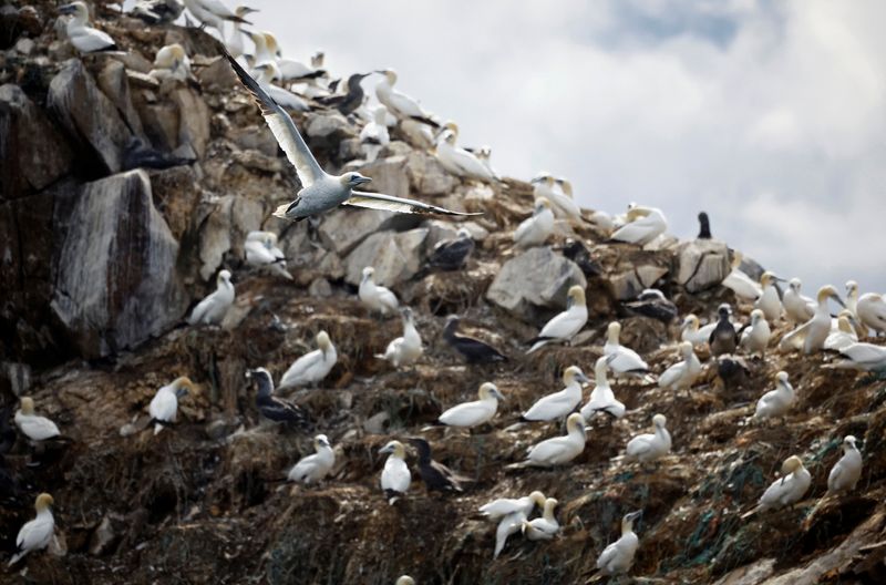 &copy; Reuters. Une colonie d'oiseaux de Fou de Bassan sur l'île de Rouzic au large de Perros-Guirec en Bretagne, France. /Photo prise le 5 septembre 2022/REUTERS/Stéphane Mahé