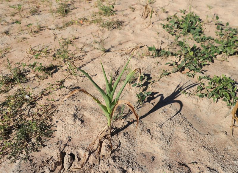 &copy; Reuters. Se ve una cosecha de maíz marchita en Mumijo, distrito de Buhera, al este de la capital, Harare, Zimbabue, el 16 de marzo de 2024.. REUTERS/Philimon Bulawayo