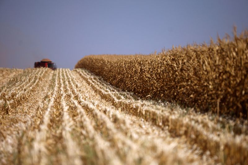 &copy; Reuters. FILE PHOTO: A combine harvester is seen as it harvests corns at a farm near Brasilia, Brazil August 22, 2023. REUTERS/Adriano Machado/File Photo