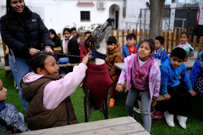 &copy; Reuters. Students of the Joan Maragall school, interact with a Greyhound during a visit to the SOS Galgos (Greyhounds) shelter, which conducts workshops based on empathy and compassion for students on the outskirts of Barcelona, Spain, February 26, 2024. REUTERS/N