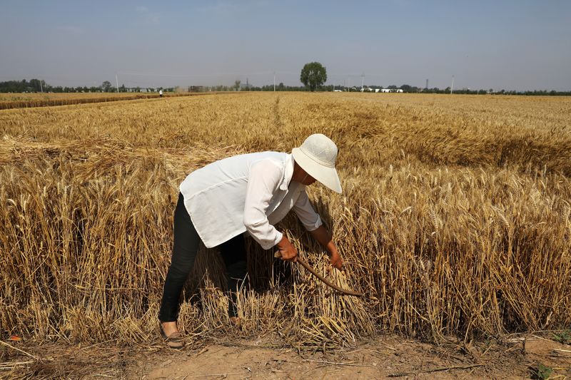 &copy; Reuters. FOTO DE ARCHIVO: Un agricultor cosecha trigo en el condado de Wei de Handan, provincia de Hebei, China. 11 de junio de 2021. REUTERS/Tingshu Wang/Archivo