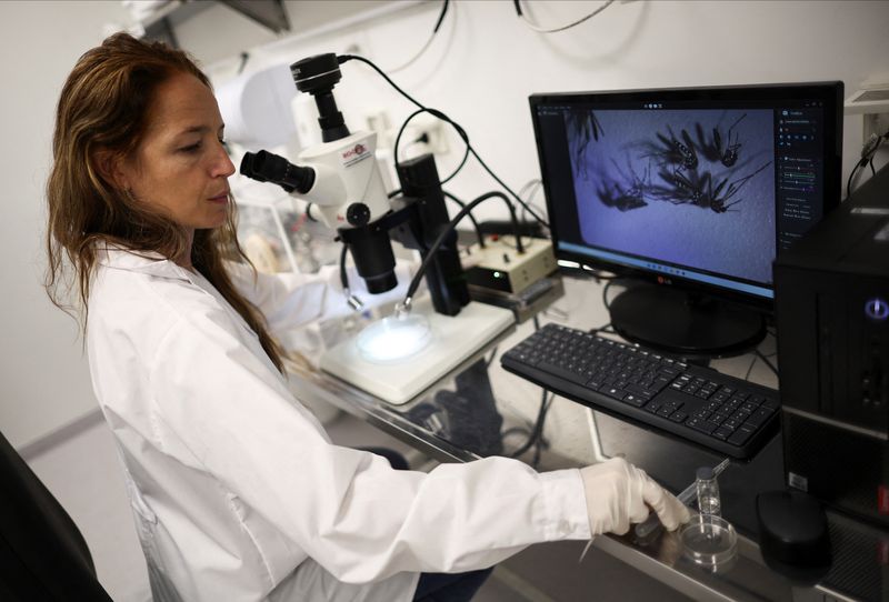 &copy; Reuters. Bióloga Mariana Manteca Acosta observa vários mosquitos Aedes aegypti ao microscópio, em Buenos Aires
13/03/2024
REUTERS/Agustin Marcarian
