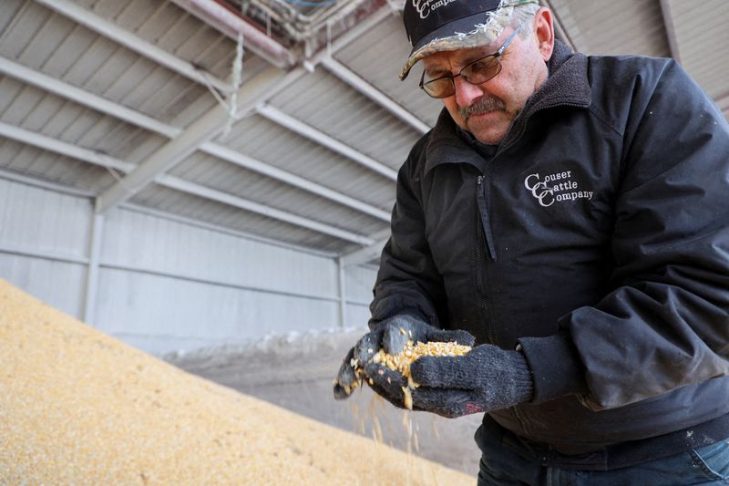 &copy; Reuters. FILE PHOTO: Bill Couser, a cattle and grain farmer, inspects corn used as feed for his cows on his farm, in Nevada, Iowa, U.S., January 13, 2024. REUTERS/Evan Garcia/File Photo