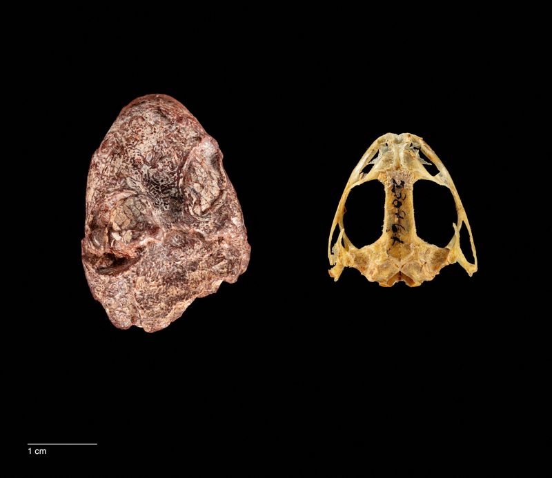&copy; Reuters. Imagen muestra el cráneo fósil del proto-anfibio del Periodo Pérmico Kermitops (L) junto a un cráneo de rana moderna (Lithobates palustris), en este folleto sin fecha. Brittany M. Hance, Smithsonian/Handout vía REUTERS  