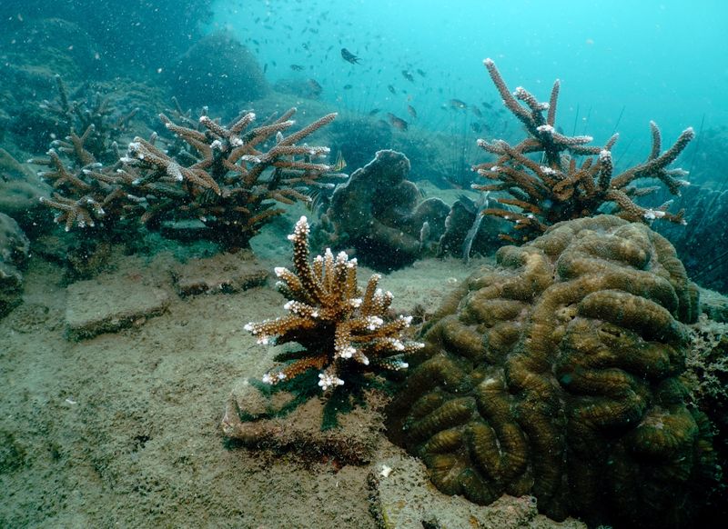 &copy; Reuters. Replenished staghorn corals are seen in the waters off Man Nai Island, off the coast of southeastern Rayong province, Thailand, February 28, 2024. REUTERS/Napat Wesshasartar/File Photo