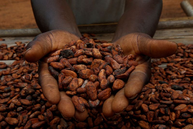 &copy; Reuters. FILE PHOTO: A farmers holds cocoa beans while he is drying them at a village in Sinfra, Ivory Coast April 29, 2023. REUTERS/Luc Gnago/File Photo