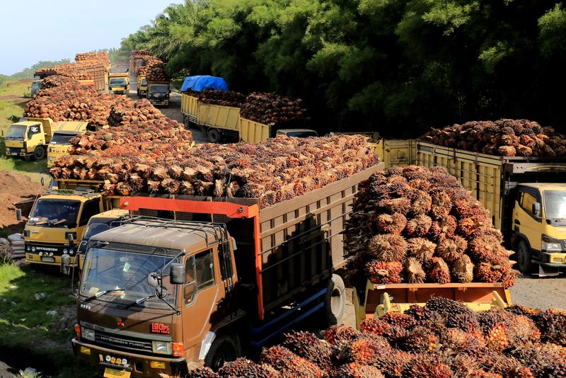 &copy; Reuters. Caminhões com fruto da palma na Indonésia
