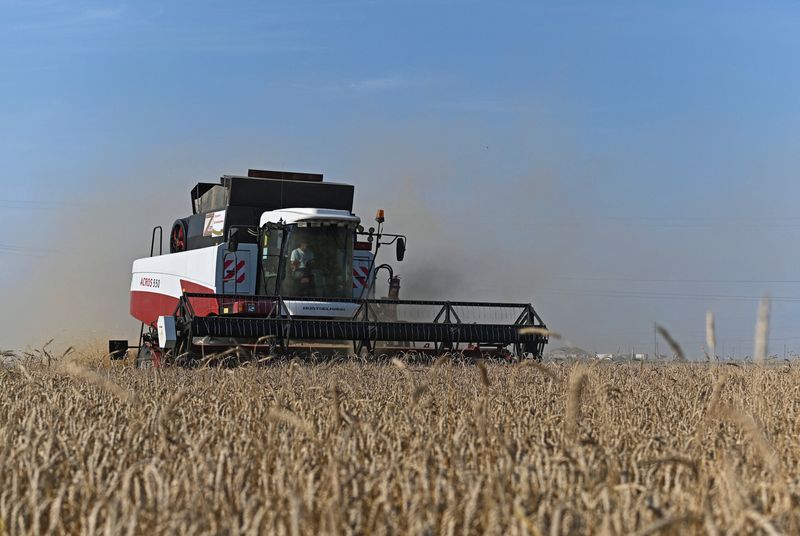 &copy; Reuters. FOTO DE ARCHIVO: Una segadora cosecha trigo en un campo de la región de Rostov, Rusia 18 de julio de 2023. REUTERS/Sergey Pivovarov