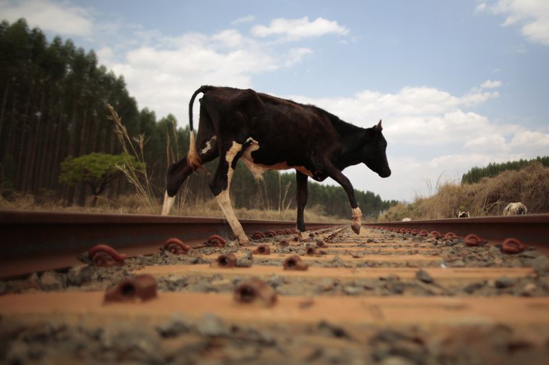 &copy; Reuters. FOTO DE ARCHIVO: Una vaca camina por un tramo del inacabado Ferrocarril Norte-Sur de Brasil en la ciudad de Anápolis, Brasil. 26 de septiembre de 2013. REUTERS/Ueslei Marcelino