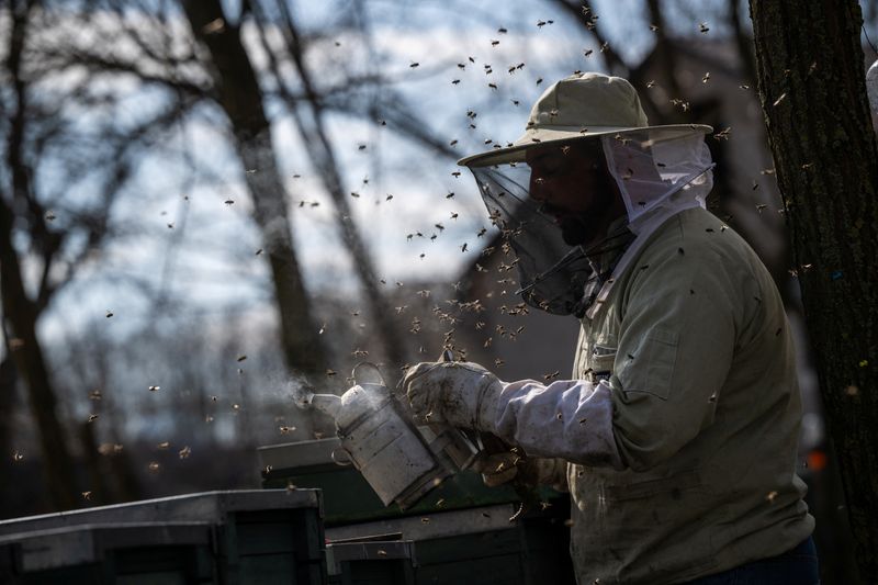 &copy; Reuters. Beekeeper Krisztian Kisjuhasz works on a beehive in Ladanybene, Hungary, March 23, 2024. REUTERS/Marton Monus