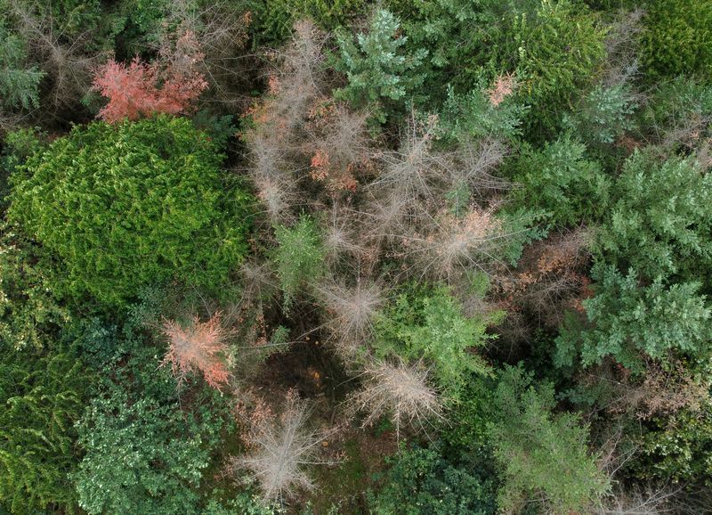 &copy; Reuters. FILE PHOTO: A drone picture shows dried out trees in a forest near Reiskirchen, Germany, July 7, 2023. REUTERS/Timm Reichert/File Photo