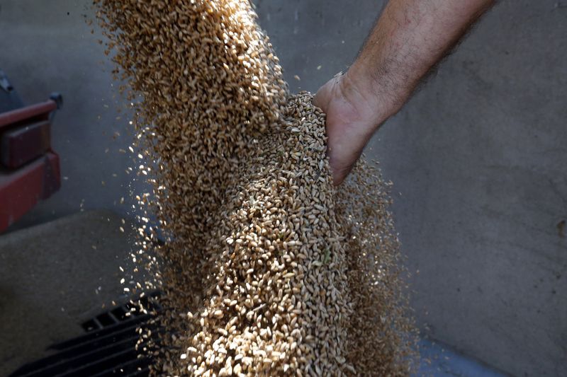 © Reuters. FOTO DE ARCHIVO: Granos de trigo durante la cosecha en Orezu, sureste de Rumania. 2 de julio de 2014. REUTERS/Bogdan Cristel/Archivo